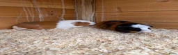 Guinea Pig rodents for sale: 2 Female guinea pigs 1 male - Advert 1