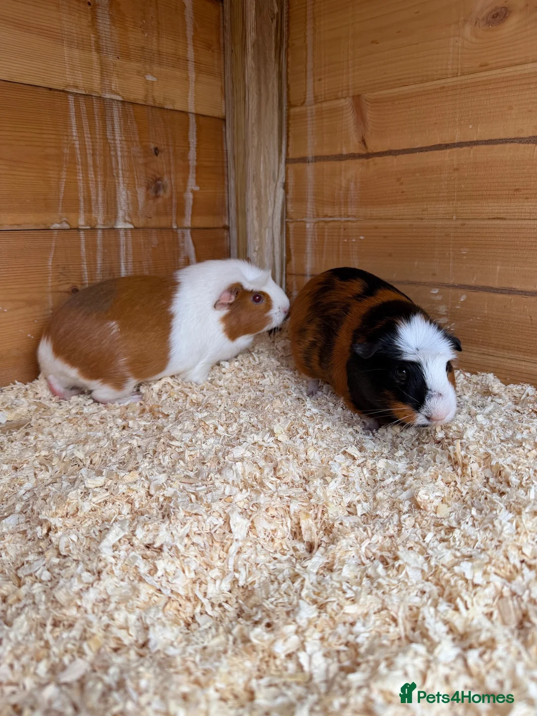 Guinea Pig rodents for sale: 2 Female guinea pigs 1 male - Advert 1