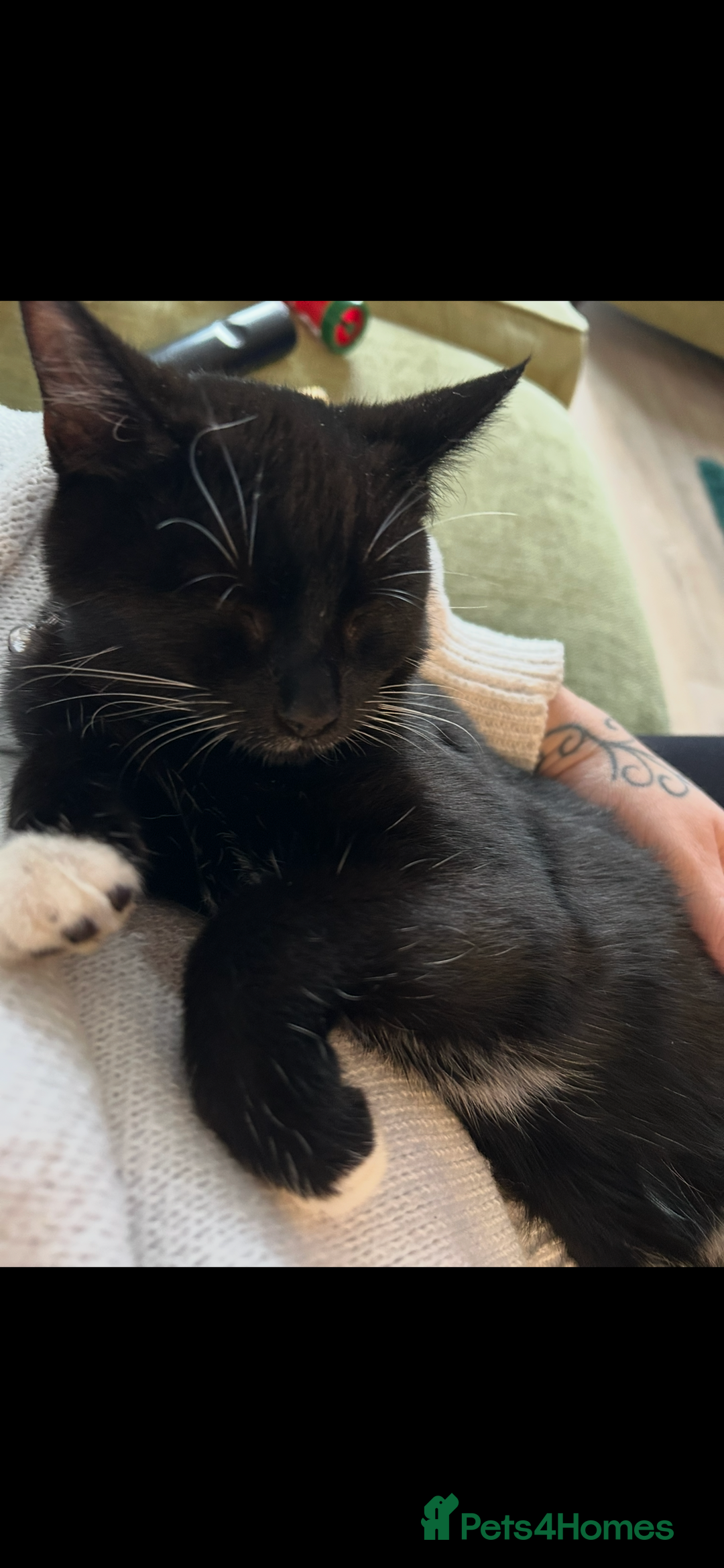 Mixed Breed cats for sale: 7 month old cat for rehoming - Advert 2