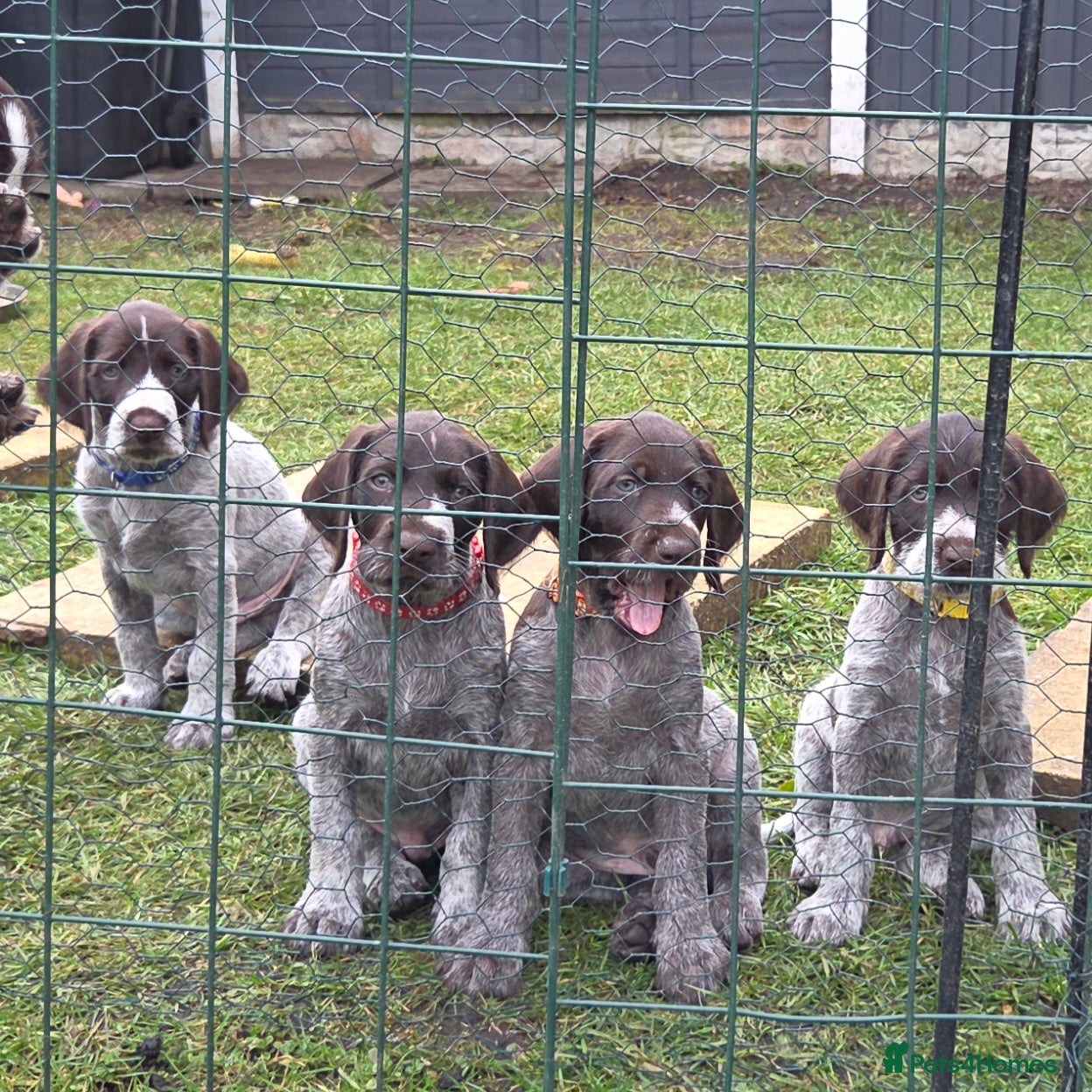 German Wirehaired Pointer dogs German Pointer GWP Puppies not GSP - Advert 11