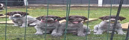 German Wirehaired Pointer dogs for sale: German Pointer GWP Puppies not GSP - Advert 3