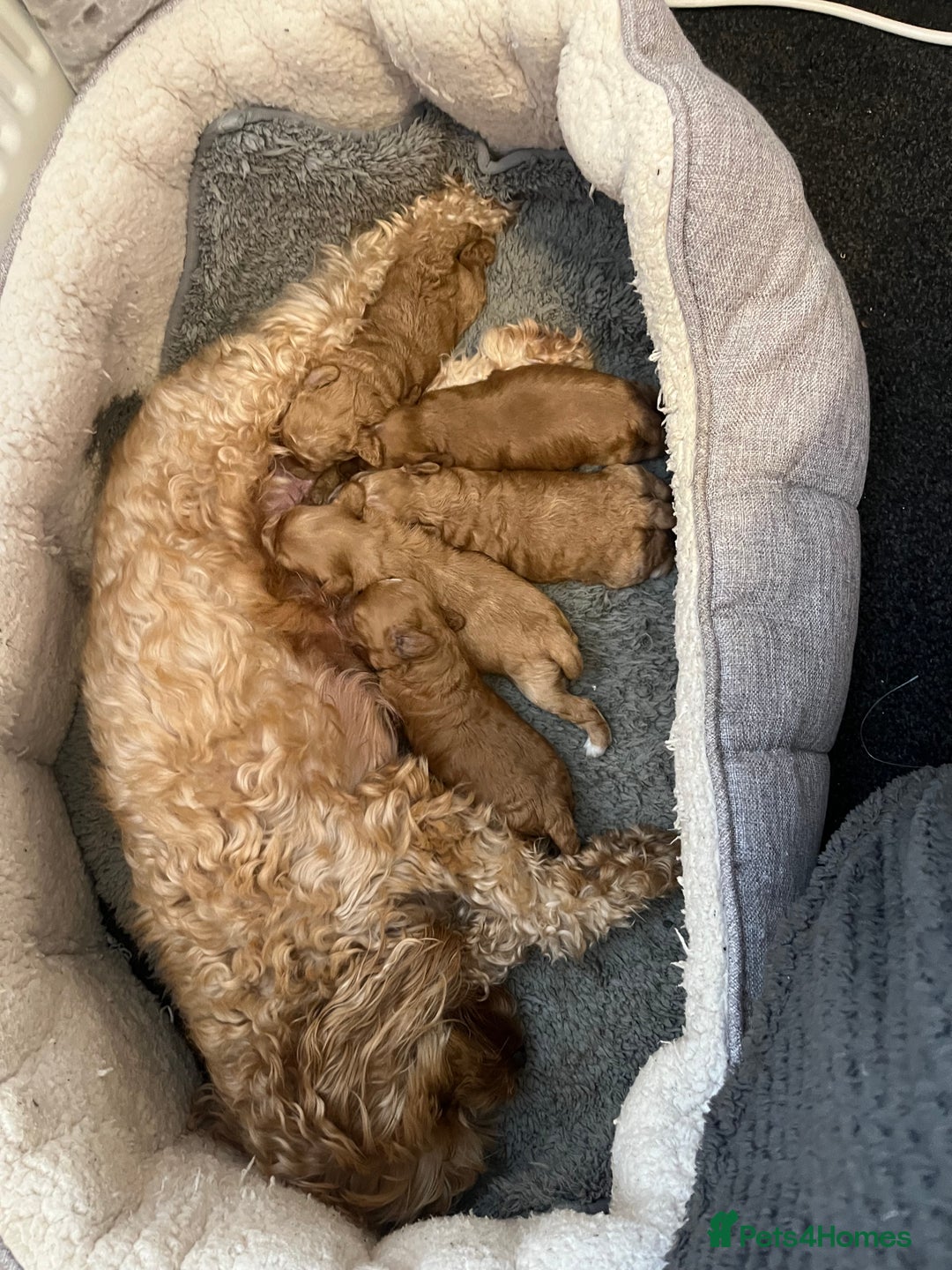 Poochon dogs for sale: Beautiful pups looking for their forever home  - Image 1