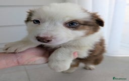 Australian Shepherd dogs for sale: Australian Shepherd puppies for sale  - Image 2