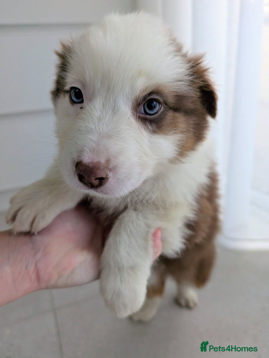 Australian Shepherd dogs for sale: Australian Shepherd puppies for sale  - Image 2