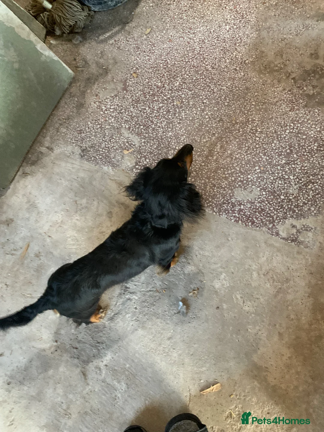 Dachshund dogs for sale: Dachund female - Advert 2
