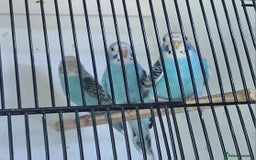 Budgerigars birds for sale: Blue Budgies  - Image 1