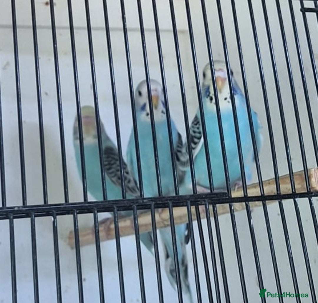 Budgerigars birds for sale: Blue Budgies  - Image 1