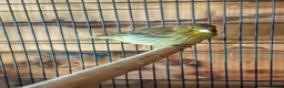 Canaries birds for sale: Canaries - mixed colours  - Advert 10