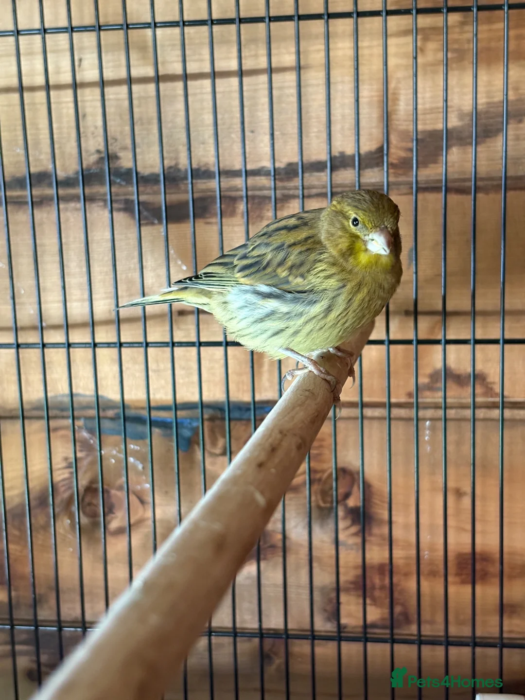 Canaries birds for sale: Canaries - mixed colours  - Advert 10
