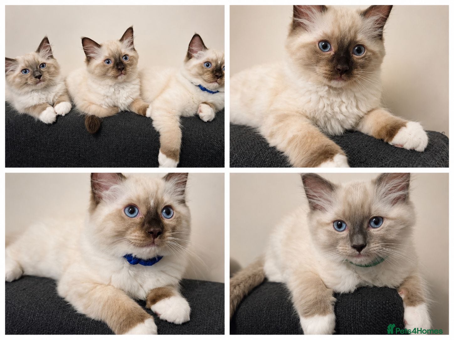 Ragdoll cats Fluffy Ragdoll Kittens  - Advert 3