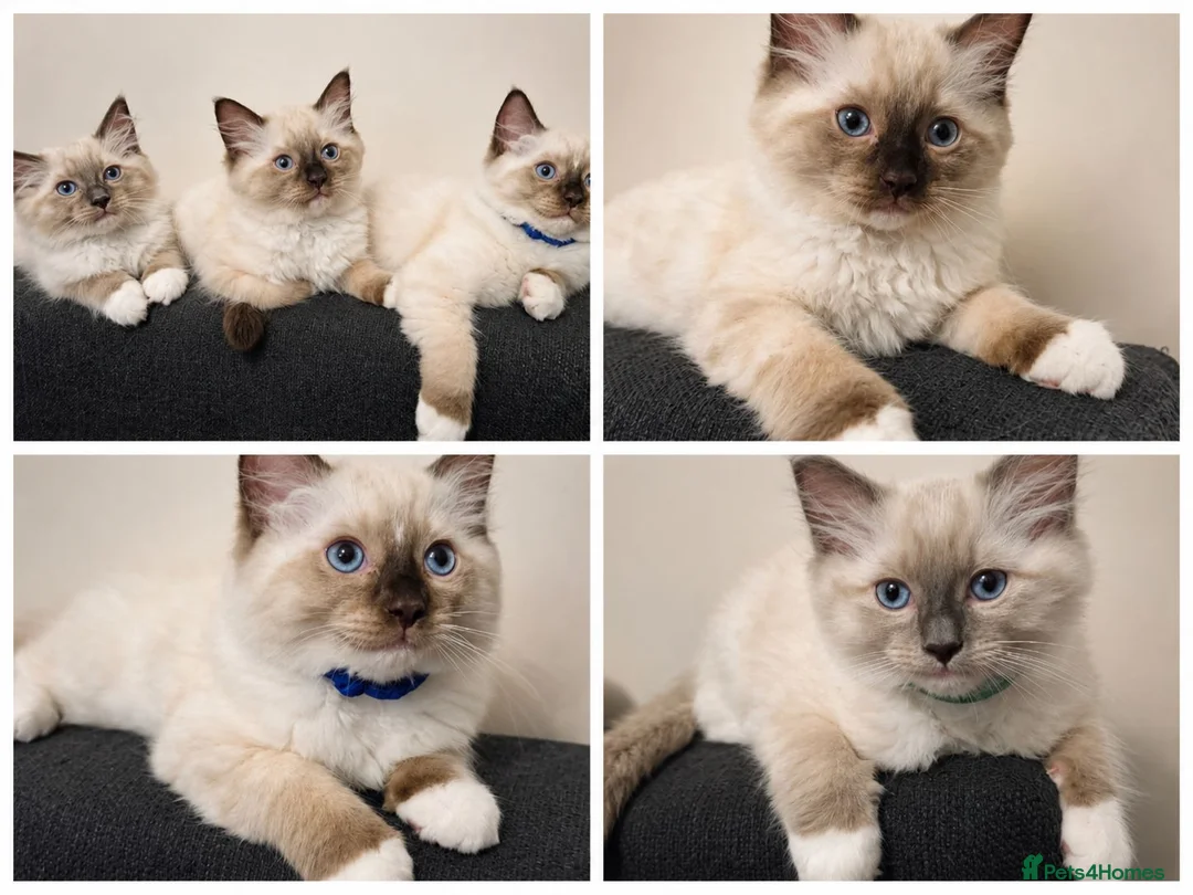 Ragdoll cats for sale: Fluffy Ragdoll Kittens  - Advert 1