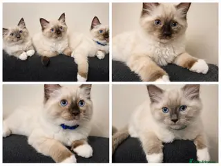 Ragdoll cats Fluffy Ragdoll Kittens - Advert 3