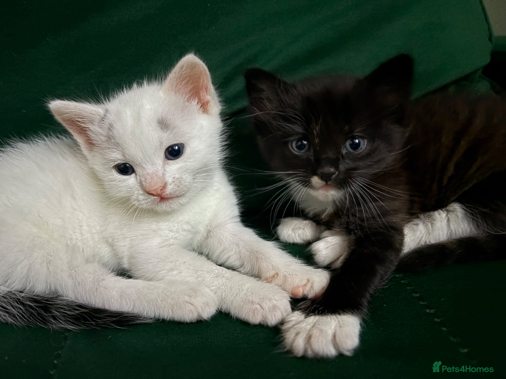 Mixed Breed cats Half ragdolls male - Advert 16