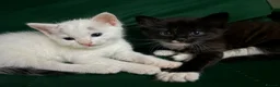 Mixed Breed cats for sale: Half ragdolls male - Advert 3