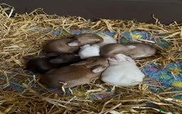 French Lop rabbits for sale: French Lop Bunnies - Image 4
