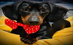 Miniature Dachshund dogs for sale: Beautiful Miniature Dachshund  - Image 2