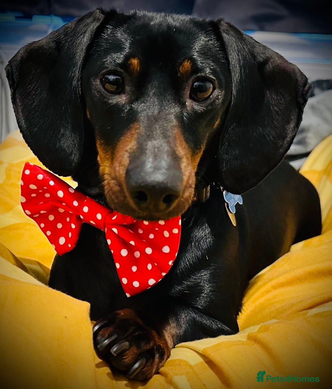 Miniature Dachshund dogs for sale: Beautiful Miniature Dachshund  - Image 2