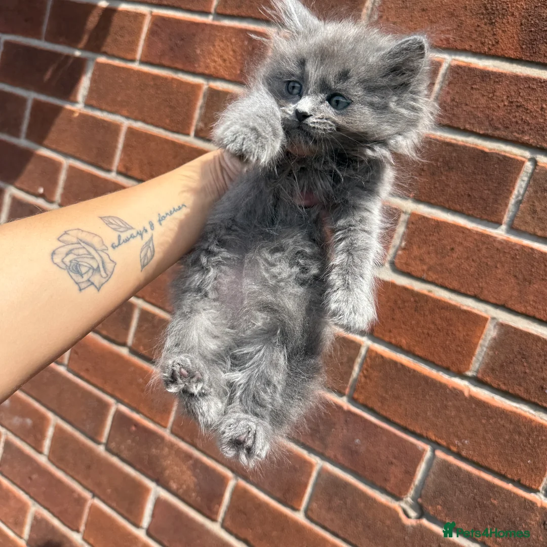 Ragdoll cats for sale: ragdoll kitten  - Advert 2