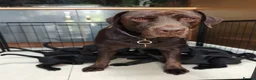 Labrador Retriever dogs for sale: Mr Orange – Gorgeous Black Labrador Boy - Advert 27