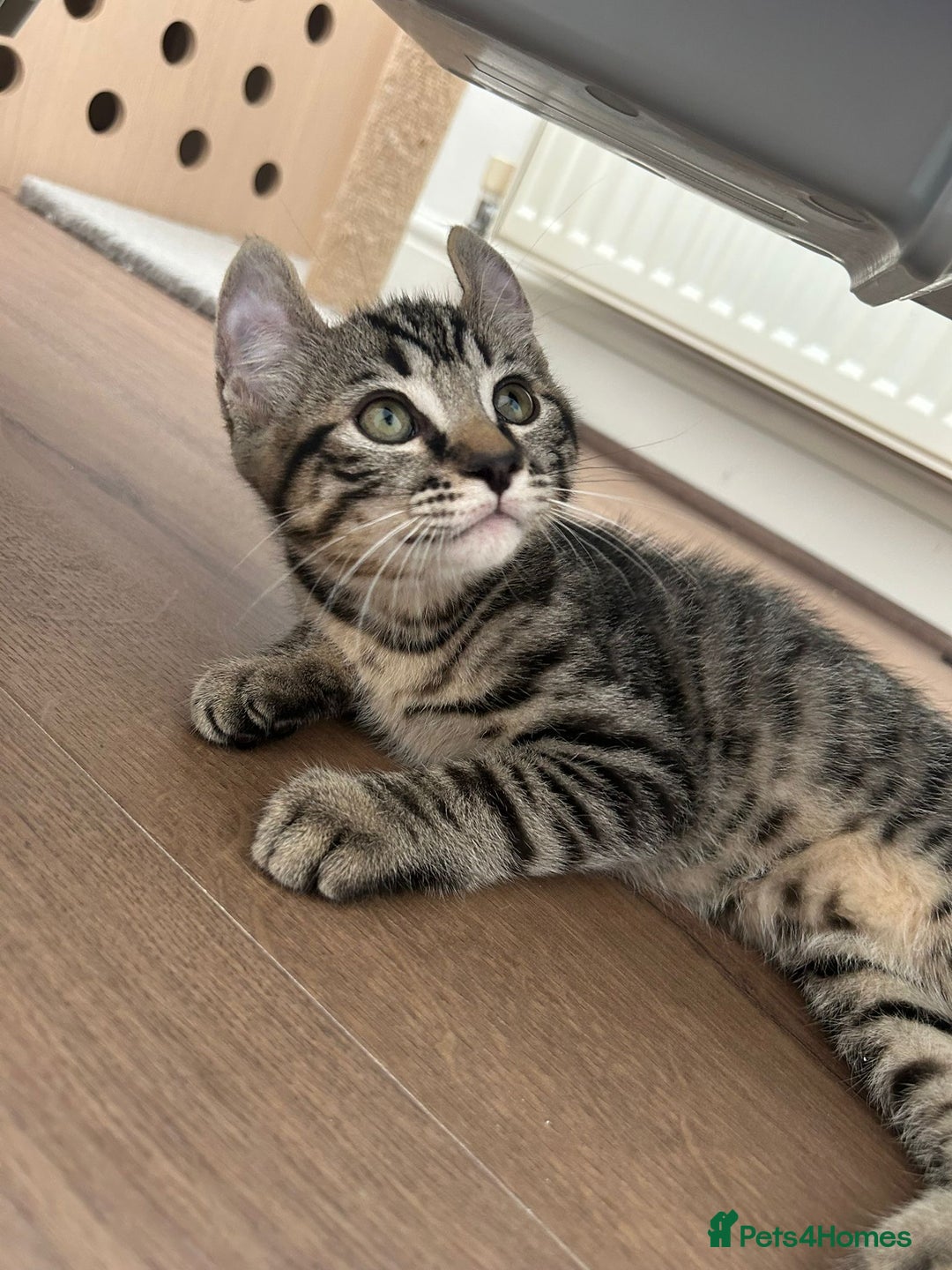 Keetso cats for sale: Reduced Ready now Last 1, Rare Jungle Curl Kittens in Portsmouth - Image 25