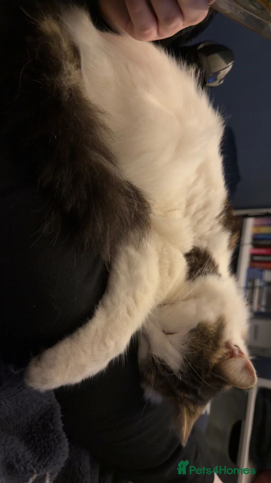 Mixed Breed cats for sale: Cat for sale - Advert 2
