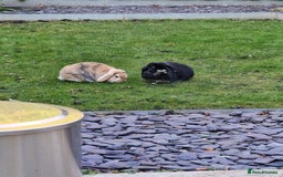 Mini Lop rabbits for sale: Bonded pair mini lop rabbits - Image 12