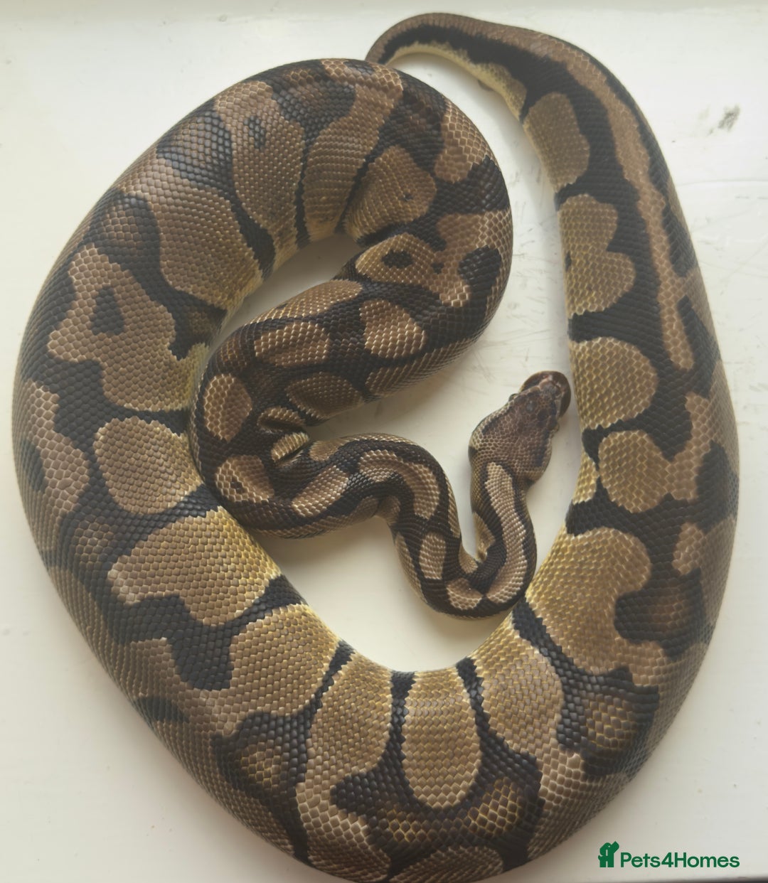 Python Snake reptiles for sale: Ball Pythons and Rack  - Image 3