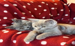 British Shorthair cats for sale: Pedigree British Shorthair Kittens - Image 4