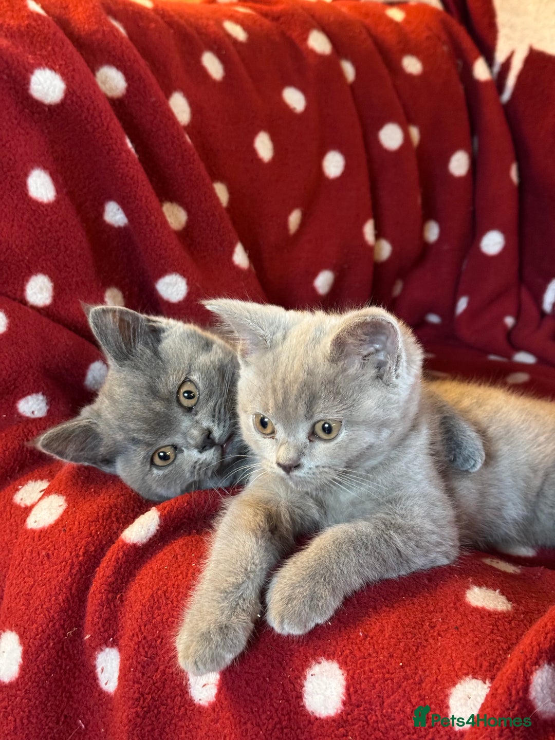 British Shorthair cats for sale: Pedigree British Shorthair Kittens - Image 4