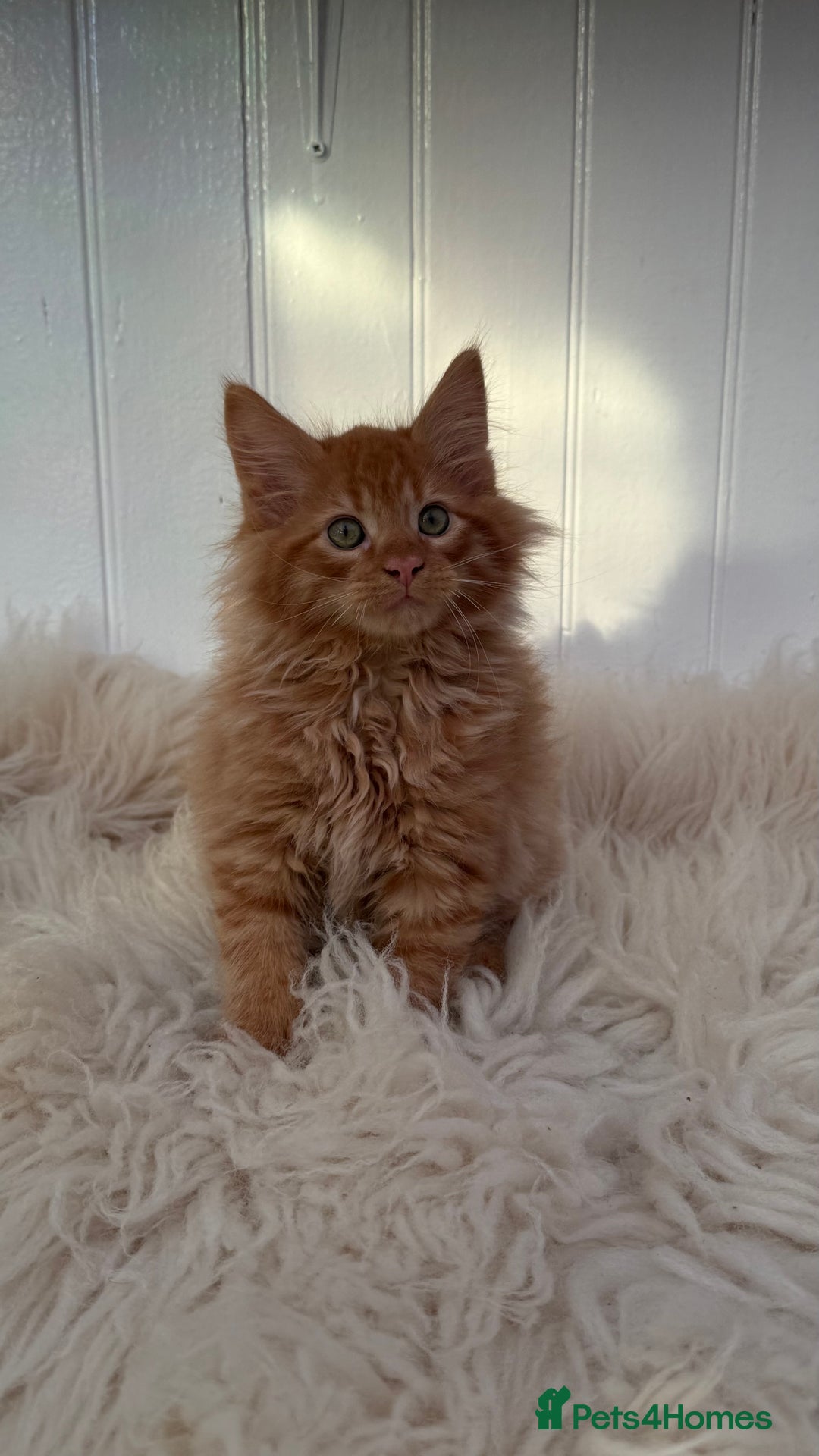 Maine Coon cats for sale: Last Two Gccf Maine Coons Boys Available - Advert 6