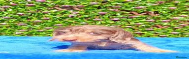 Miniature Dachshund 5