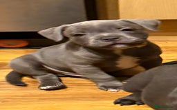 Staffordshire Bull Terrier dogs for sale: Lovely kc reg Staffordshire bull terrier puppies  - Image 10