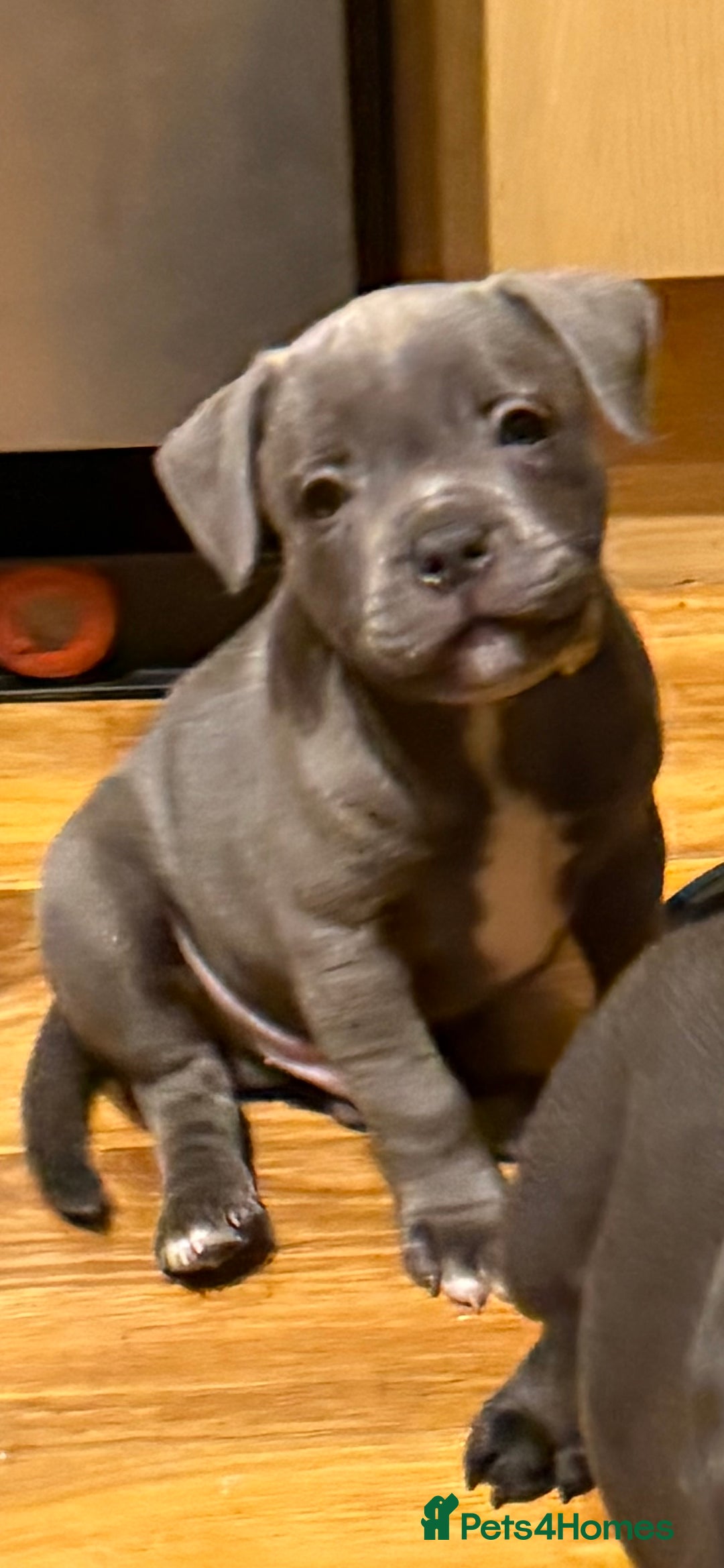 Staffordshire Bull Terrier dogs for sale: Lovely kc reg Staffordshire bull terrier puppies  - Image 10