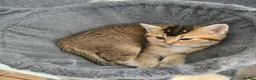 Scottish Fold cats for sale: 6 Scottish fold kittens - Advert 7