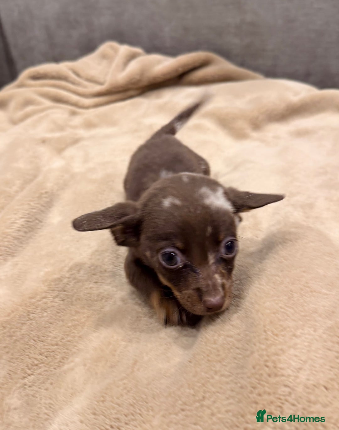 Mixed Breed dogs for sale: Mini Dachshund–Pomchi Pups - Advert 7