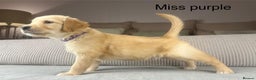 Golden Retriever dogs for sale: KC GOLDENS FROM HIP ELBOW DNA GOOD LINEAGE - Advert 15