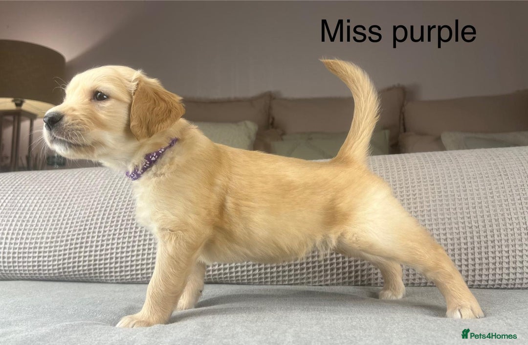 Golden Retriever dogs for sale: KC GOLDENS FROM HIP ELBOW DNA GOOD LINEAGE - Advert 15