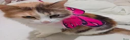Mixed Breed cats for adoption: Rainbow Sisters - Dog & Child Friendly - Advert 5