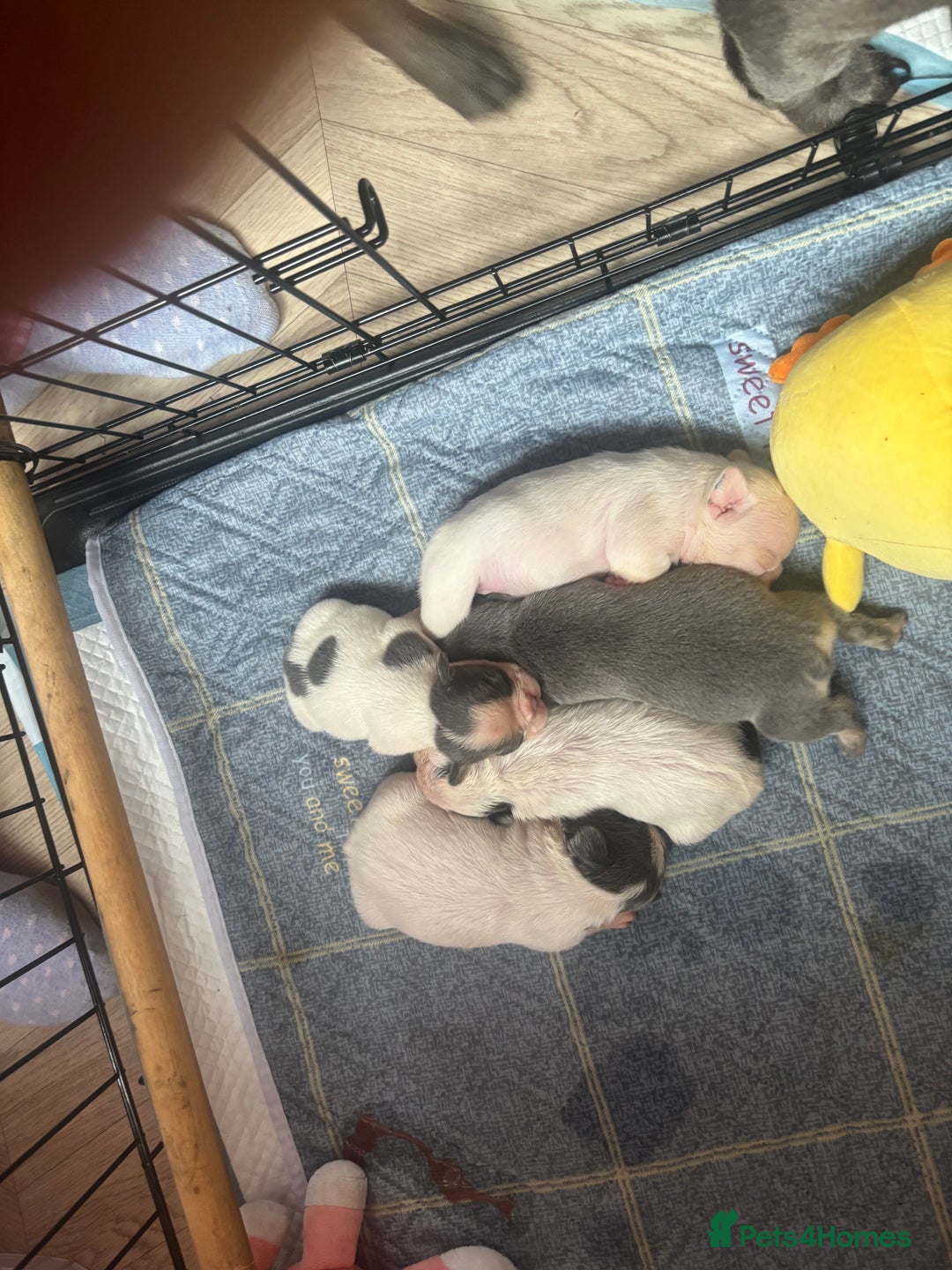 French Bulldog dogs for sale: Chunky French bulldog pups 4 girls  - Image 4