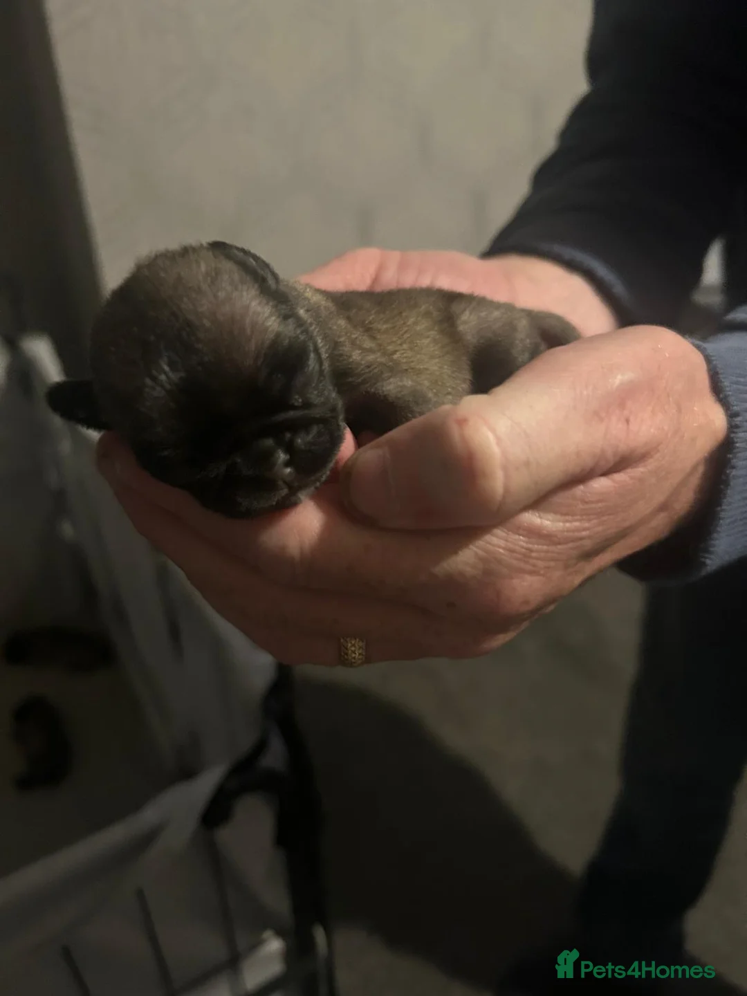 Pug dogs for sale: Male pug remaining  - Advert 2