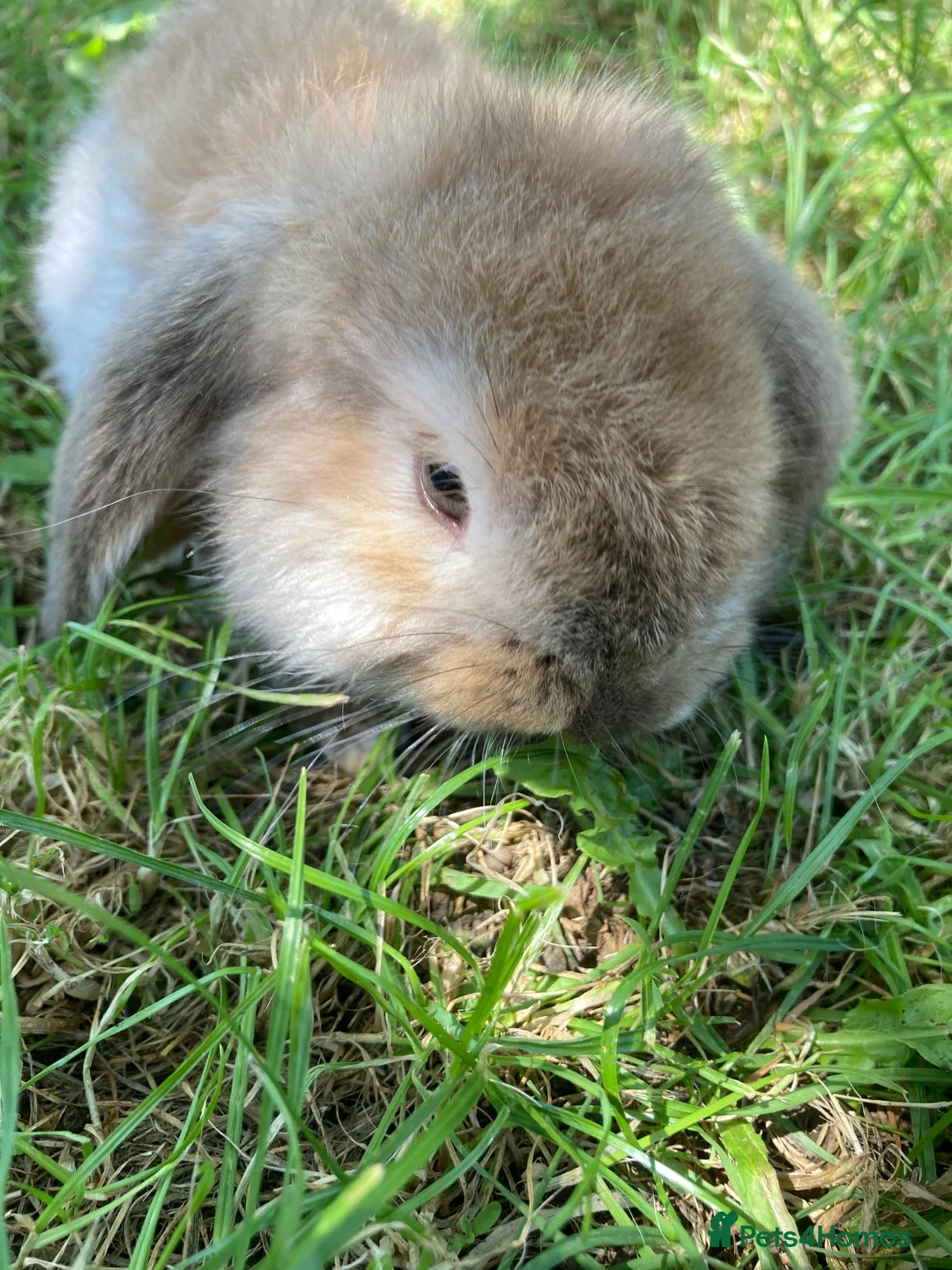French Lop rabbits for sale: French Lop Bunnies in London - Advert 19