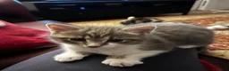 American Shorthair cats for sale: 3 Little Tabbies Looking for Their Forever Homes! - Advert 17