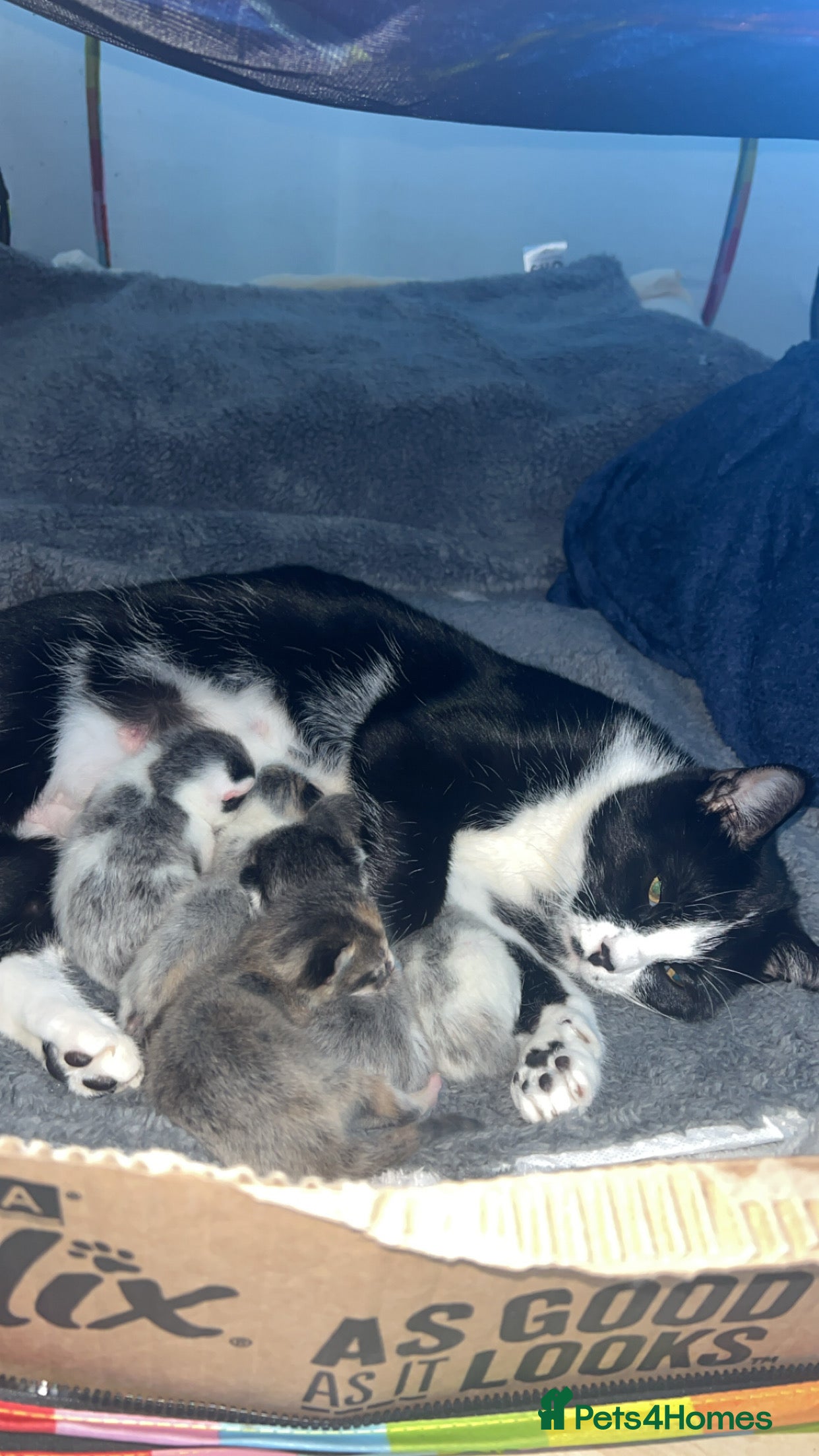 Mixed Breed cats Beautiful coloured kittens  - Advert 1