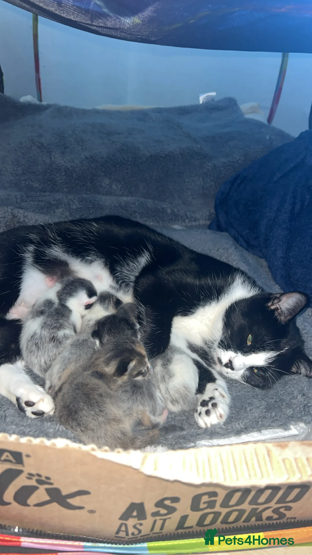 Mixed Breed cats for sale: Beautiful coloured kittens  - Advert 1