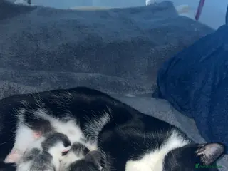 Mixed Breed cats Beautiful coloured kittens - Advert 10