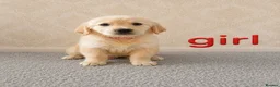 Golden Retriever dogs for sale: Beautiful Golden Retriever puppies  - Advert 4