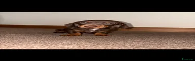 Miniature Dachshund 1