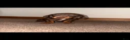 Miniature Dachshund dogs for sale: Miniature daschounds - Advert 4