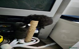 Mixed Breed cats for sale: Perdoll x maincoon x - Image 6