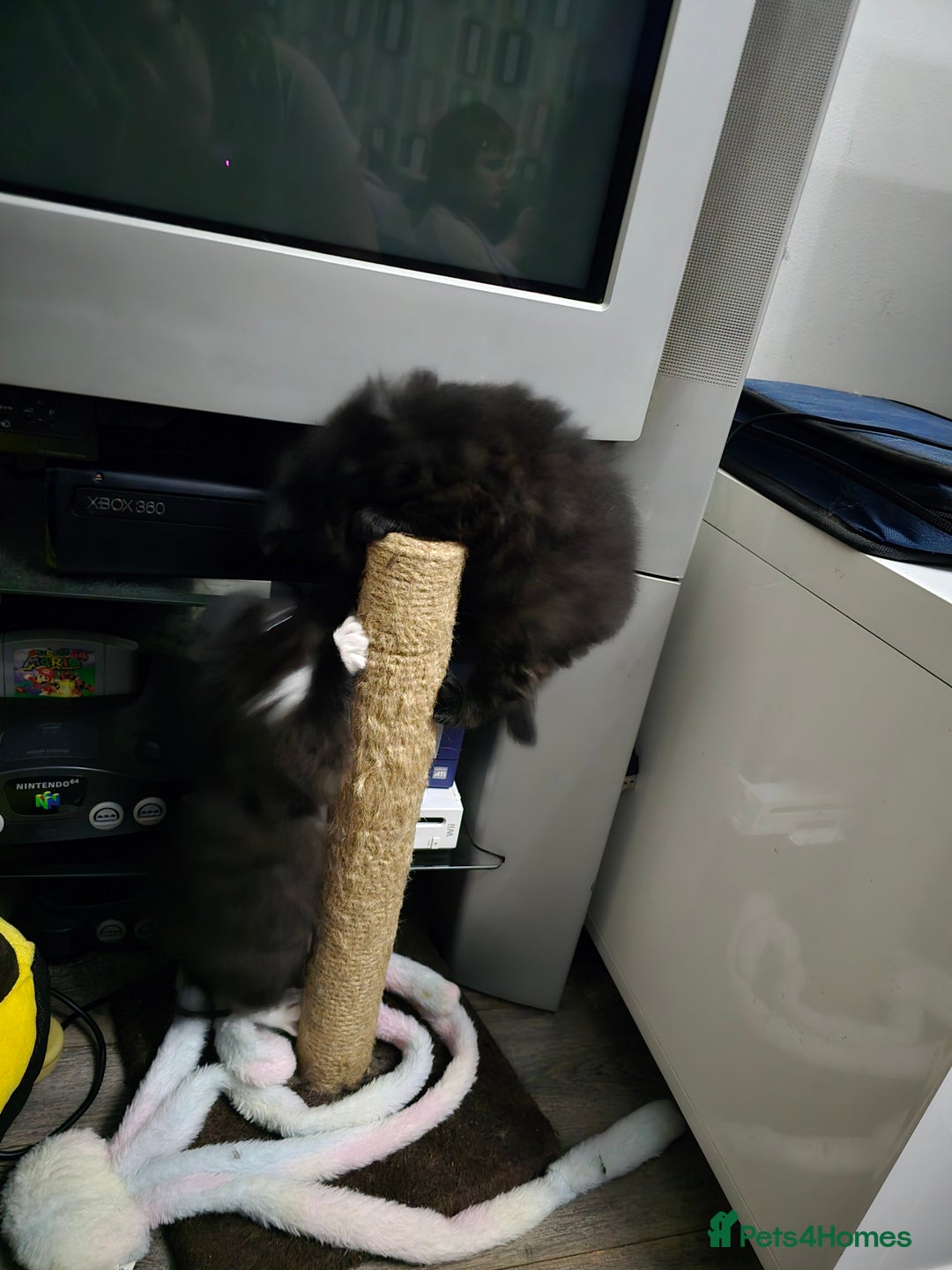 Mixed Breed cats for sale: Perdoll x maincoon x - Image 6